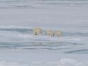 Polar Bears!