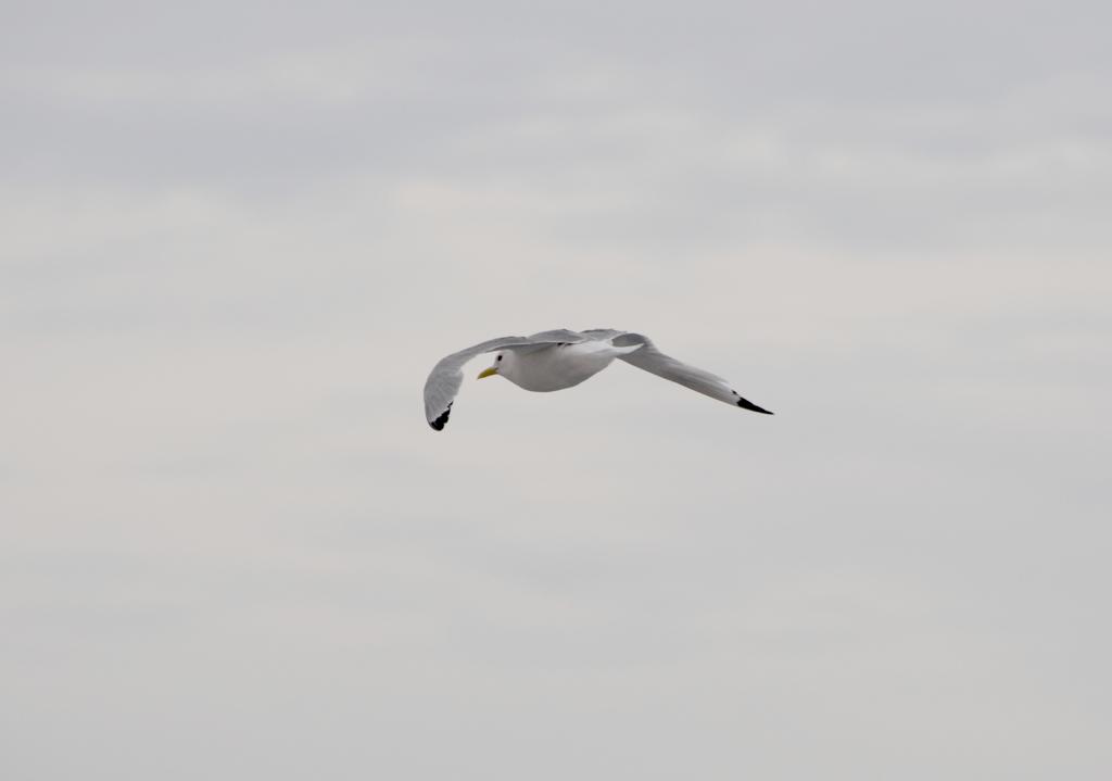 Eclipse 2008 gallery image L077.jpg