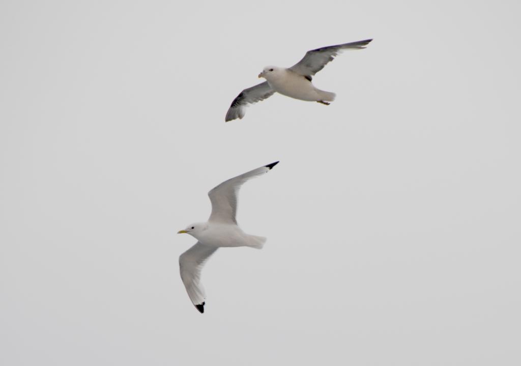 Eclipse 2008 gallery image L080.jpg