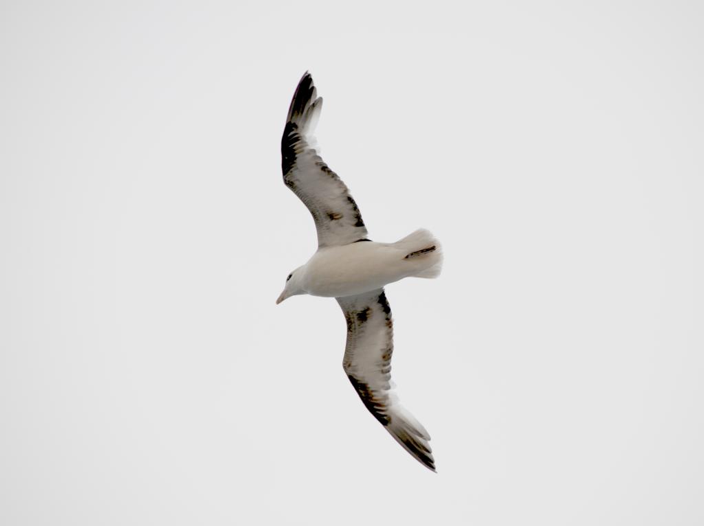 Eclipse 2008 gallery image L081.jpg