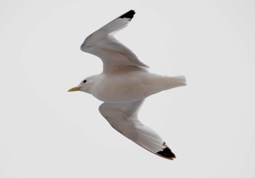 Eclipse 2008 gallery image L084.jpg