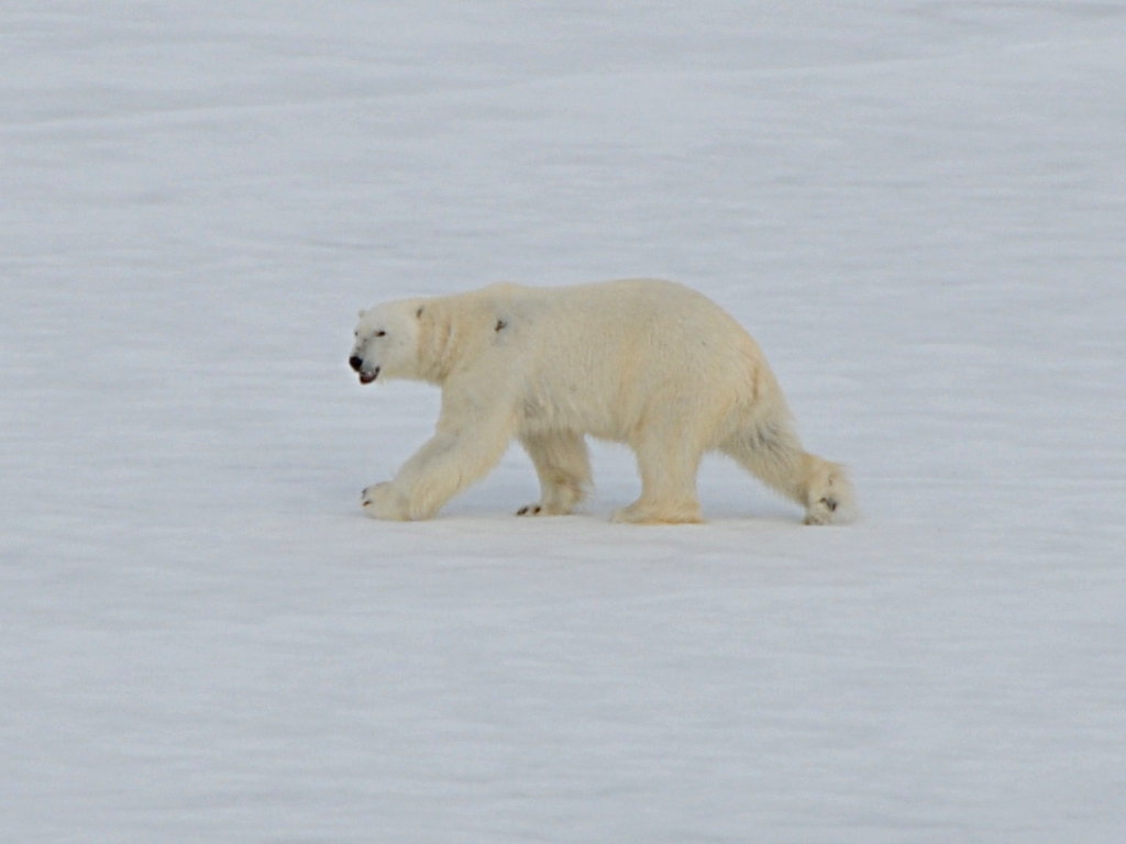 Eclipse 2008 gallery image L113.jpg