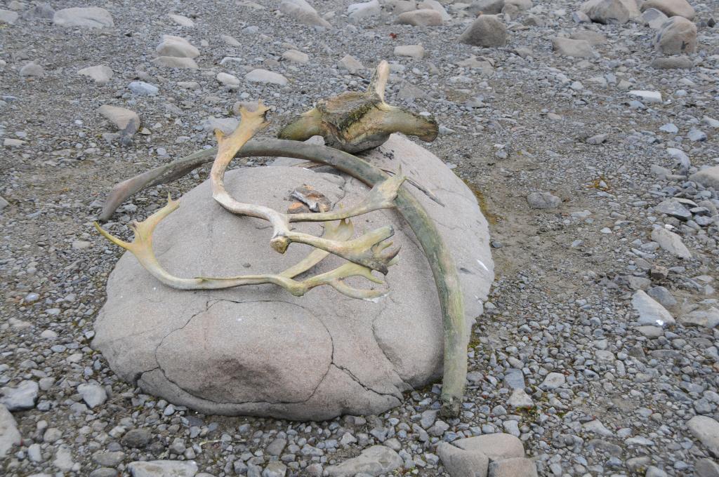 Eclipse 2008 gallery image L287.jpg