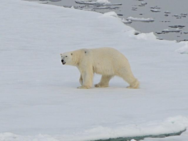 Eclipse 2008 gallery image S111.jpg