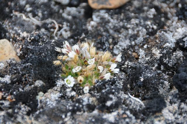 Eclipse 2008 gallery image S217.jpg