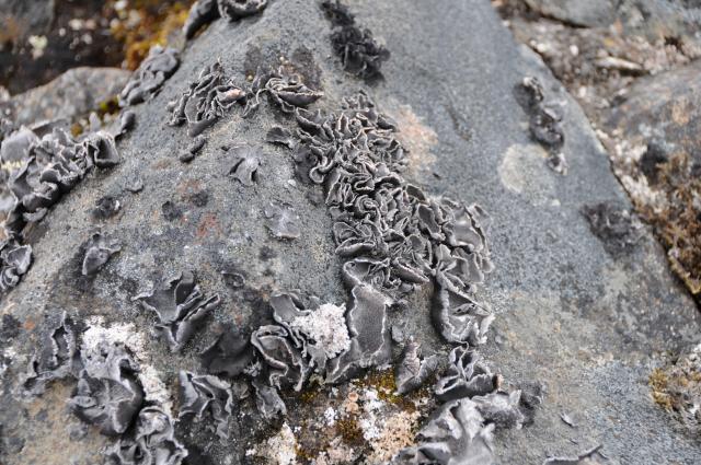 Eclipse 2008 gallery image S228.jpg