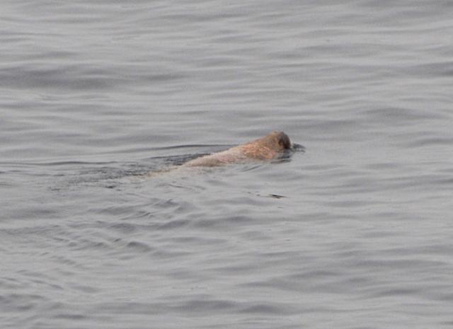 Eclipse 2008 gallery image S273.jpg