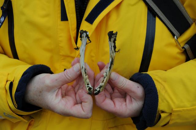 Eclipse 2008 gallery image S297.jpg