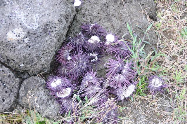 Eclipse 2010 gallery image S070.jpg